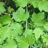 If wild grapes are growing nearby, inspire them to grow in a certain sunny spot of the garden by taking cue from gardener john vivian: 1