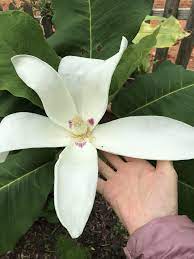 Magnolia Macrophylla Big Leaf Magnolia Flower Big Leaves Magnolia Flower Plant Leaves