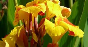 Cannas Tropical Beauties Bakker Com
