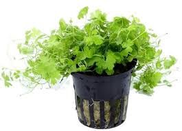 Image result for Hydrocotyle