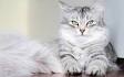 Meet the Fluffy Cat Breeds | Petfinder