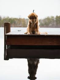 Pin By Kate On Summers At The Lake Pets Lake House Photo