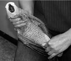About 198 results (0.32 seconds). Manual Restraint Of An African Grey Parrot Note That The Sternum Is Download Scientific Diagram