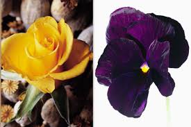 We did not find results for: 50th Anniversary Flowers Yellow Rose Violet Celebrates Virtue Humility And Anniversary Flowers 50th Wedding Anniversary Party 50th Wedding Anniversary