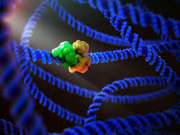 Small Molecule Diversity Hhmi Biointeractive Dna Replication Dna Polymerase Dna