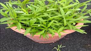 Maybe you would like to learn more about one of these? How To Grow Water Spinach Or Kangkong In A Pot Youtube