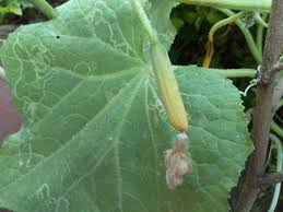 Learn how to identify and treat common cucumber diseases. What To Do When Cucumbers Are Turning Yellow And Dying But Leaves Are Ok Gardening Landscaping Stack Exchange