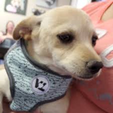 Please visit our donate page. Adopt A Dog Near Phoenix Az Get Your Pet
