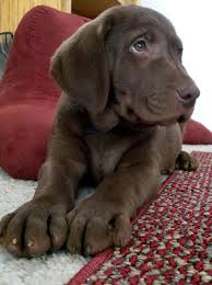 So Sweet Chocolate Labrador Retriever Lab Puppy Hound Dog Hunting Labs Adorables Chiots Labrador Chocolat Bebes Animaux Mignons