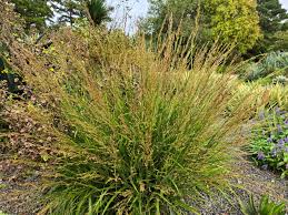 Image result for Arundinella