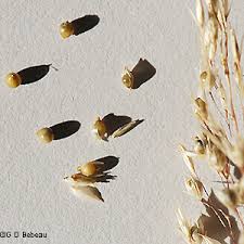 Birds are attracted to the seeds and the arching foliage provides good wildlife habitat. Prairie Dropseed Sporobolus Heterolepis A Gray A Gray