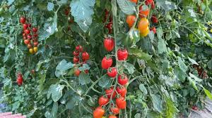 Image result for tomato Datterino