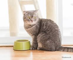 Sometimes we end up having to switch his food, and he doesnt like it a bit. Why Is My Cat A Picky Eater