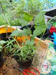 種からはじめたリンゴ栽培のその後 無農薬 自然菜園 自然農法 自然農 で 自給自足life 持続可能で豊かで自然な暮らしの分かち合い