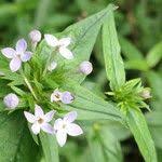 Image result for Conostomium natalense