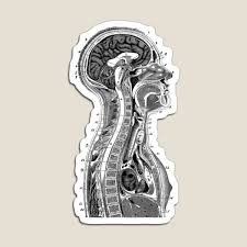 This is the website of vintage anatomy prints. Human Anatomy Home Living Redbubble