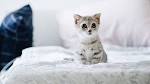 The 20 Absolute Cutest Cat Breeds That Exist-Kittentoob