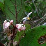 Image result for Begonia kisuluana
