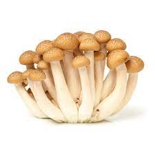 We also have a variety of dried mushrooms and fresh local foraged mushrooms when in season. Brown Beech Mushrooms R R Cultivation