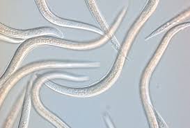 Image result for Catunaregam stenocarpa