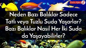 Selam arkadaşlar bu videoda soğuk suda yaşayan akvaryum balıklarını öğrendik videoyu beğenmeyi ve kanala abone. Evrim Agaci Okyanuslarda Gollerde Nehirlerde Ve Derelerde Yasayan Cok Cesitli Balik Turleri Milyonlarca Yil Boyunca Evrimlesmis Ve Tercih Ettikleri Ortamlara Uzun Donemler Icerisinde Uyum Saglamislardir Baliklar Tuzluluk Seviyesi Toleranslarina