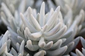 Image result for Senecio conrathii