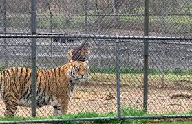 Maybe you would like to learn more about one of these? Drive Thru Zoos Reopen In N J Here Are A Few You Can Visit Nj Com