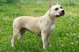 The american staffordshire terrier is a bundle of muscles in an agile package. American Staffordshire Terrier Information And Pictures Petguide