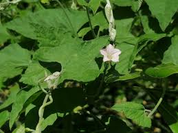 Image result for Convolvulus farinosus