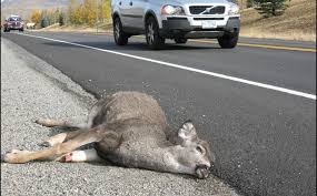 Dead Wildlife Idaho Fish And Game