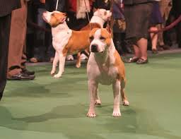 The fist dog originally sprang from mixing they gained passage to america in the late 1800s, where they became known as the pit bull terrier, american bull terrier, and even yankee terrier. Staffordshire Terrier Dog Breed Decedents Of Dog Fighting Ancestors