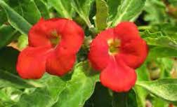 Image result for Pterodiscus elliottii