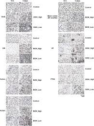 8 situs pengedia gambar vector lengkap. Withdrawal Induces Distinct Patterns Of Fosb Fosb Expression In Outbred Swiss Mice Classified As Susceptible And Resistant To Ethanol Induced Locomotor Sensitization Sciencedirect