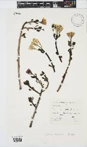 Image result for Senecio viminalis