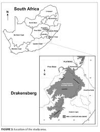 Image result for Digitaria monodactyla