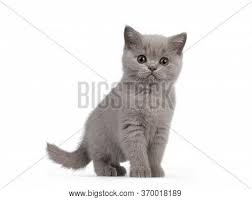 Our kittens are raised in the house with much love and attention. Lilac British Image Photo Free Trial Bigstock