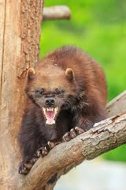 Image result for wolverine