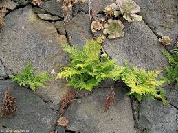 Image result for Davalliaceae