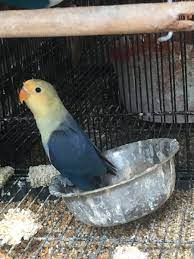 Biola gren x pb move fiseri mewah prediksi spsang murah aja wa 087736477511 pcb kirim cod siap paman. Juallovebirddepok Hashtag On Twitter