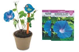 A beautiful and invasive vine. Grow Your Own Morning Glories Garden Craft Kit S S Blog