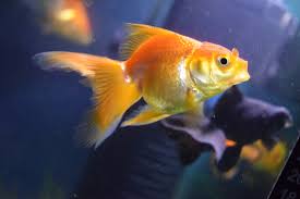 Results are published in integrative and comparative biology. Do Goldfish Have Tongues