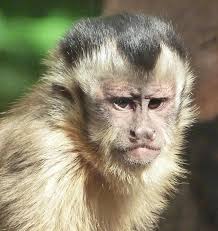 THE ELECTRONIC STUDENT JOURNAL OF ANTHROPOLOGY