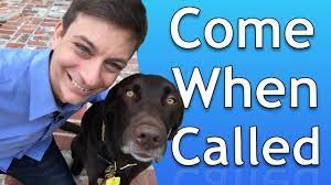 Coming when called is a life saving behavior that should never be taken lightly, and should always be reinforced with praise and/or a food reinforcer. How To Train Your Dog To Come When Called Youtube