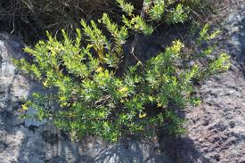 Image result for Micrococca capensis