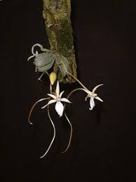 Image result for Aerangis kirkii