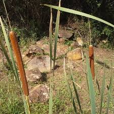 Image result for Typha capensis