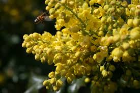 Image result for Berberis verruculosa