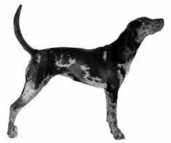 Large solid cherrywood dining table extendable. Https Www Ukcdogs Com Docs Rulebooks 2020 Coonhound Rulebook Pdf