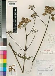 Image result for Afrosciadium