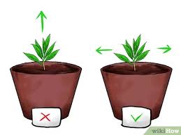 Check spelling or type a new query. How To Grow Mint With Pictures Wikihow